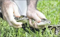  ?? LYNNE SLADKY / ASSOCIATED PRESS 2015 ?? Burmese pythons are at the top of the food chain in the Everglades, eating their way north and south from Palm Beach County to Key Largo, and facing no natural predators.