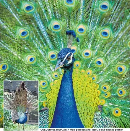  ?? Pictures: GETTY; ALAMY ?? COLOURFUL DISPLAY: A male peacock and, inset, a blue necked peahen