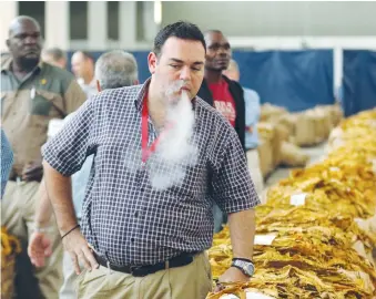  ?? (Philimon Bulawayo/Reuters) ?? A BUYER CHECKS cured tobacco at the opening of the tobacco selling season in Harare on March 15.