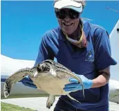  ??  ?? GOTCHA: Bayworld aquarium curator Ruth Wright takes care of Myrtle.