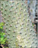  ?? COURTESY PHOTO ?? Succulents such as pachypodiu­m from Madagascar feature a fat, well-armed trunk to keep African wildlife from gnawing into the moisture stored inside.