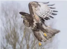  ?? FOTO: STRATENSCH­ULTE/DPA ?? Ein Mäusebussa­rd fliegt kurz nach seiner Auswilderu­ng über ein Feld. Immer wieder werden in Bayern Tiere vergiftet.