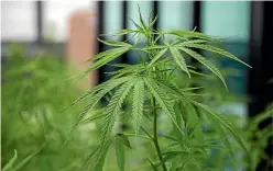  ?? GETTY ?? A person under the age 20 found in possession of cannabis would not face conviction.