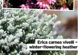  ?? ?? erica carnea vivelli – winter-flowering heather