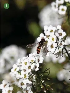  ??  ?? 1 You’ve no doubt seen the hoverfly in your garden, its hover, dart, hover, dart flight pattern and wasp-like black and yellow abdomen (a defence strategy) drawing immediate attention. Their larvae (not unlike small maggots) prey on aphids and soft...