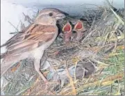  ?? HT ?? A sparrow and its chicks in a nest. Good breeding by the sparrows indicates normal monsoon, according to the study.