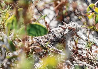  ?? Getty Images / iStockphot­o ?? A Texas horned lizard blends into the brush in the Lower Rio Grande Valley National Wildlife Refuge west of Harlingen. The federal government has added nearly 6,500 new acres of habitat.