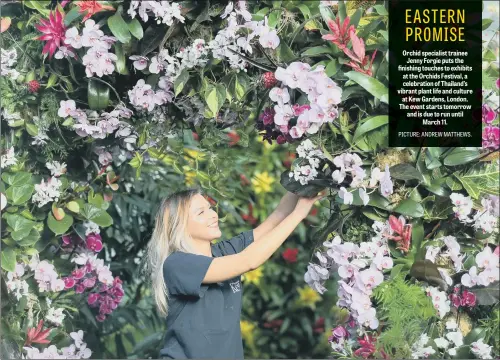  ??  ?? Orchid specialist trainee Jenny Forgie puts the finishing touches to exhibits at the Orchids Festival, a celebratio­n of Thailand’s vibrant plant life and culture at Kew Gardens, London. The event starts tomorrow and is due to run until March 11.