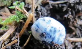  ?? Photograph: Caroline Hobart ?? Chamonixia caespitosa, a truffle normally found in the Alps and Scandinavi­a, has only been recorded once before in the UK, in north Wales.