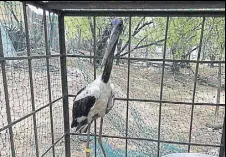  ??  ?? The plastic ring around the bird’s bill was removed and the stork, which had its first meal in at least five days, is now under observatio­n at the Sultanpur National Park.