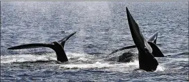  ?? STEPHAN SAVOIA / AP 2008 ?? Three North Atlantic right whale tails break the surface off Provinceto­wn, Mass., in Cape Cod Bay in 2008. Conservati­on groups say so many whales are being accidental­ly killed that it may threaten the species’ ability to recover.