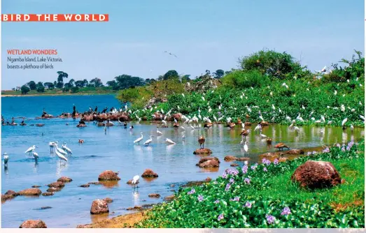  ??  ?? WETLAND WONDERS Ngamba Island, Lake Victoria, boasts a plethora of birds