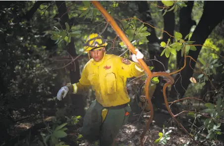  ?? Justin Maxon / Special to The Chronicle 2018 ?? Daniel Samaniego of Cal Fire works in Ukiah on fuel-thinning by removing shrubs, weeds and trees that could feed a wildfire.