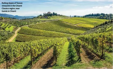  ?? ?? Rolling slopes of Tuscan vineyards in the Chianti Classico region, near Gaiole in Chianti