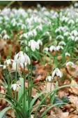  ??  ?? Schneeglöc­kchen zeigen an: Es wird langsam Frühling.