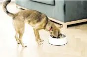  ?? ?? Keeping your pet well fed and hydrated is crucial for its health, but can be challengin­g while you’re both on the go.