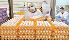  ?? ?? l Un trabajador carga cajas de huevo el pasado jueves 11 de enero, en la planta procesador­a Sunrise Farms en Petaluma, California, donde se produjo un brote de gripe aviar en semanas recientes.