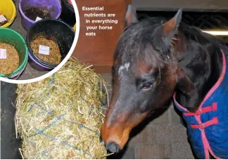  ??  ?? Essential nutrients are in everything your horse eats