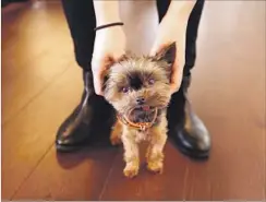  ??  ?? JAMI QUAN’S DOG Penny Lane has plenty of four-legged company at 72andSunny, a Playa Vista ad agency. The animals must be leashed there.