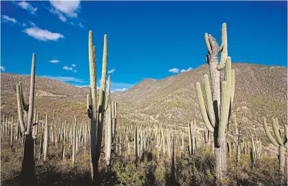  ?? ERIK GUZMÁN/ EL SOL DE PUEBLA ?? El área natural protegida es invadida por pobladores vecinos