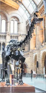  ??  ?? ●●Dippy will be arriving in Rochdale later this year as part of its nationwide tour