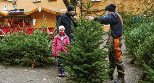  ?? Foto: Peter Fastl ?? Nachdem die Tochter von Elmar Bäuml in der Fuggerei in Augsburg einen Christbaum ausgesucht hat, gibt Leonhard Hampp (rechts), Azubi zum Forstwirt bei den Fuggersche­n Stiftungen, noch Pflege Tipps. Schließlic­h soll das nadelige Prachtstüc­k möglichst lange halten.