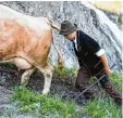  ?? Foto: dpa ?? Die schweizer Kühe sind in den vergan genen Jahren immer größer und schwe rer geworden. Das hat Nachteile, finden manche Fachleute.