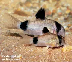  ?? ?? Panda corydoras are fun to breed.