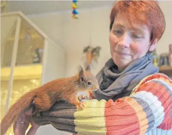  ?? FOTO: OLAF FUHRMANN ?? Eines der älteren Tiere: Die Neudorferi­n Andrea Stricker kümmert sich aber auch liebevoll um wenige Wochen alte Eichhörnch­enbabys.