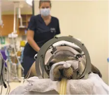  ?? Shawn Johnson / New York Times ?? Dr. Claire Simeone monitors Cronutt as he is prepared for a CT scan before undergoing brain surgery. Cronutt developed epileptic seizures because of toxins in the water.