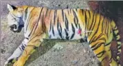  ?? MAHARASHTR­A FOREST DEPARTMENT/AFP ?? ▪ The body of tigress T1, also known as Avni, which was shot dead on Friday night.