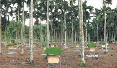  ?? ZHU DEQUAN / FOR CHINA DAILY ?? Beekeeping is now a major source of income for farmers in Qiongzhong, Hainan province.