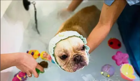  ?? AFP ?? Living the good life: A French bulldog named Bao getting a bath while staff put bath toys into the water during a spa treatment session at a pet groomers in Hong Kong. —