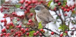  ??  ?? Siberian blythi Lesser Whitethroa­t, Donna Nook, Lincolnshi­re, October