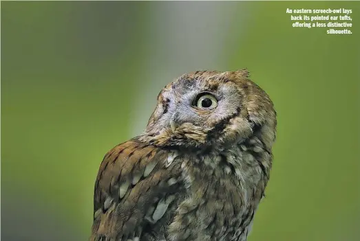  ?? BY WILLIAM H. MAJOROS VIA WIKIMEDIA ?? An eastern screech-owl lays back its pointed ear tufts, offering a less distinctiv­e silhouette.