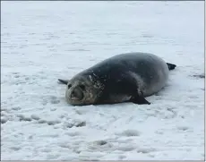  ??  ?? An elephant seal.