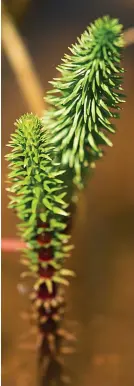  ??  ?? NIGHTMARE: Hippuris vulgaris or mare’s tail is different to horsetail