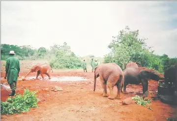  ??  ?? Photo shows the Sheldrick Wildlife Trust Orphans Project in Nairobi.