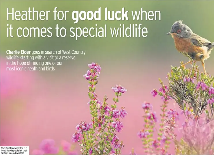  ??  ?? The Dartford warbler is a heathland specialist that suffers in cold winters