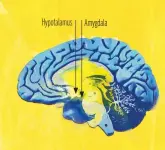  ??  ?? Hypotalamu­s Amygdala