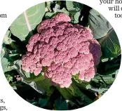  ?? ?? ‘Violet Sicilian’ cauliflowe­r.