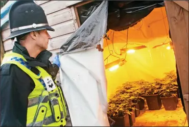  ??  ?? ‘Sophistica­ted’ operation: An officer reveals just part of the £340,000 cannabis haul