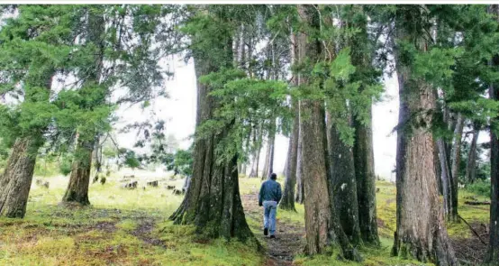  ?? FOTO EL COLOMBIANO ??