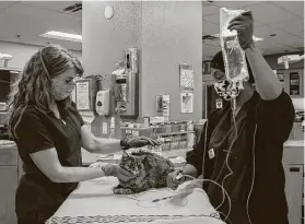  ?? Ariana Drehsler / AFP via Getty Images ?? An ill cat is examined at the San Diego Humane Society. The CDC says some dogs and cats are catching COVID-19 from their owners.