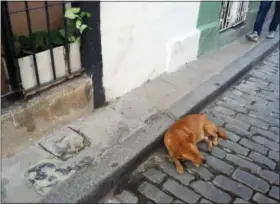  ?? THE ASSOCIATED PRESS ?? In this May 18, 2015 photo, a dog curls up on a stone street in Old Havana.