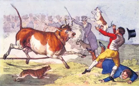 How the cruel 'sport' of bull baiting - PressReader