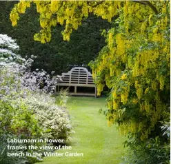  ??  ?? Laburnam in flower frames the view of the bench in the Winter Garden