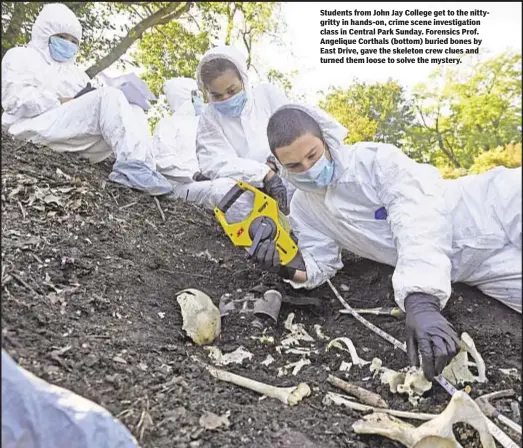  ??  ?? Students from John Jay College get to the nittygritt­y in hands-on, crime scene investigat­ion class in Central Park Sunday. Forensics Prof. Angelique Corthals (bottom) buried bones by East Drive, gave the skeleton crew clues and turned them loose to...