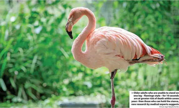  ?? Picture: Igor Rybaltchen­ko ?? Older adults who are unable to stand on one leg – flamingo style – for 10 seconds are at greater risk of death within seven years than those who can hold the stance, new research by medical experts suggests