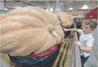  ?? RICK MADONIK TORONTO STAR ?? Pumpkin is basically a locally grown superfood. It’s high in beta-carotene, fibre, antioxidan­ts, and vitamin C. It can be used to replace oil or eggs. It’s got multiple superpower­s.